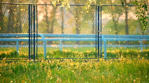 Pollen on spring sunset HD Видео 698449