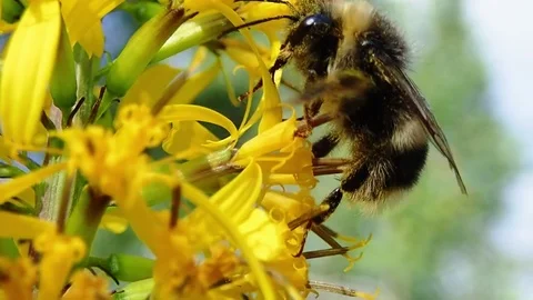 Pollen stuck on the hair of a bumblebee gathering nectar Stock Footage 85126853