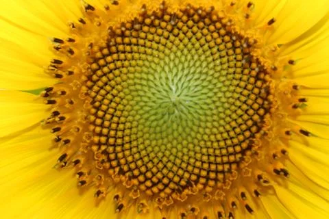 Pollen of sunflower background Stock Photos