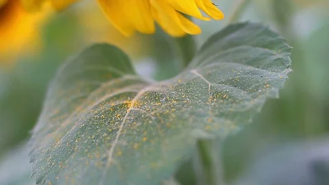 Pollen of sunflower on the sheet Stock Footage 95949173