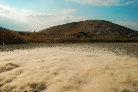 Pollen in a swamp. Foto stock