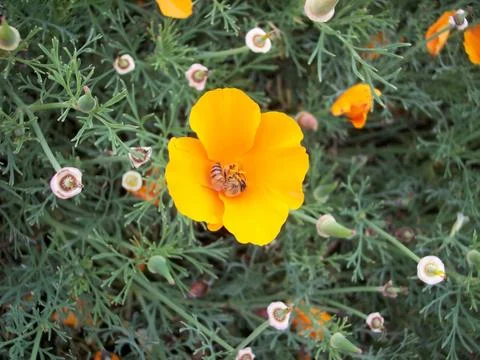 Pollen Time. Foto stock