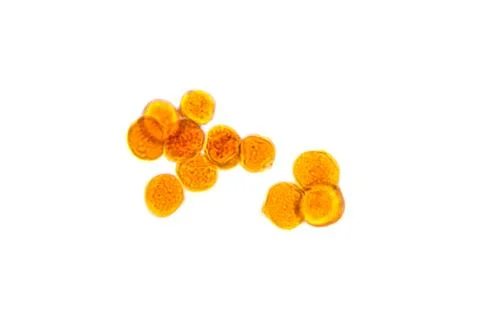 Pollen und the light microscope, whole mount, 80X light micrograph Stock Photos
