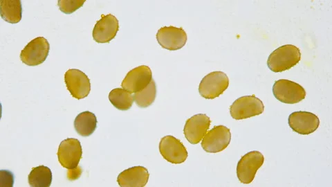 Pollen under a microscope. The male seed of the plant for the propagation Stock Footage 218696581
