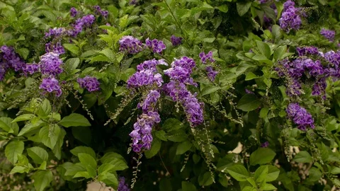 Pollen of violet flowers Stock Footage 108312223