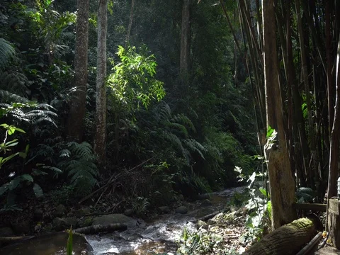 Pollen in waterfall Stock Footage 74288888