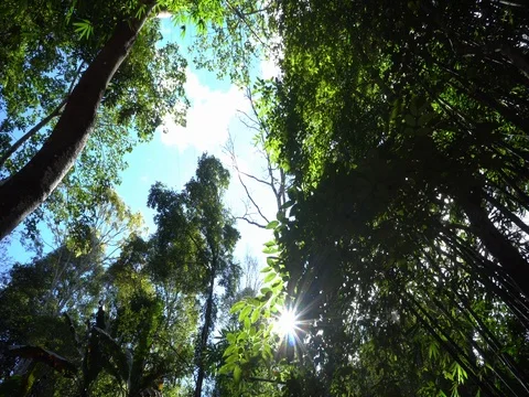Pollen in waterfall Stock Footage 74289343