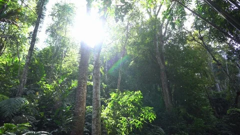 Pollen in waterfall Stock Footage 74291147