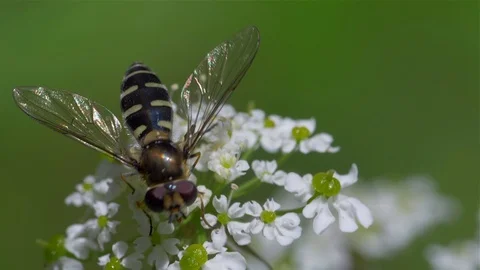 Pollen from white elderberries in nature Stock Footage 111971738