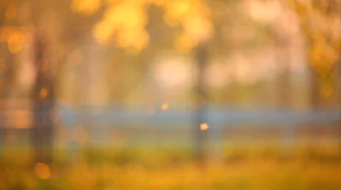 Pollen on the wind in sunset looping HD Stock Footage 698604