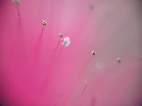 Pollens close-up abstract Stock Photos