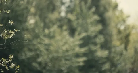 Pollens Forêt Nature Stock Footage 93698924