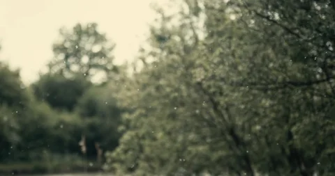Pollens Forêt Nature Stock Footage 93703354