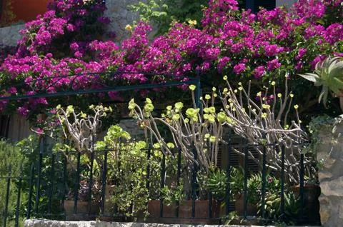 Pollensa garden Foto stock