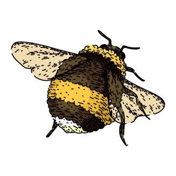 Pollinate bee sketch hand drawn vector Illustrazione stock