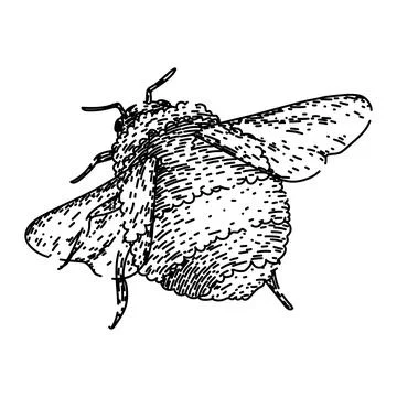 Pollinate bee sketch hand drawn vector Stock Illustration