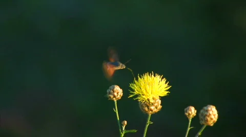 Pollinate the flower 2 Stock Footage 478761