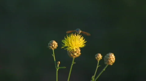 Pollinate the flower Stock Footage 478485