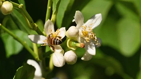 Pollinating bee among lemon blossoms. Stock Footage 286244775
