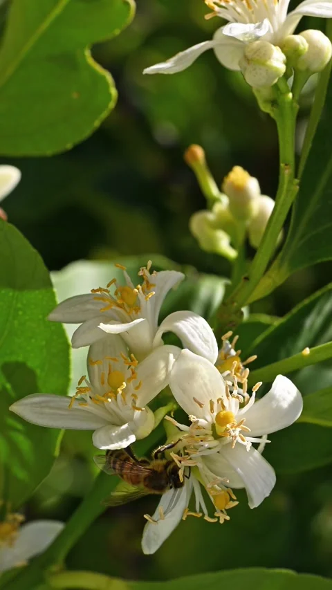 Pollinating bee among lemon blossoms. Animals, insects. Stock Footage 286972646