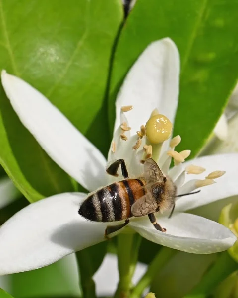 Pollinating bee among orange blossoms. Insects. Stock Footage 309690821