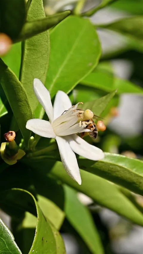 Pollinating bee among orange blossoms. Insects. Stock Footage 310057426
