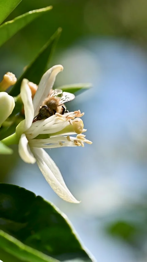 Pollinating bee among orange blossoms. Insects. Stock Footage 346375710