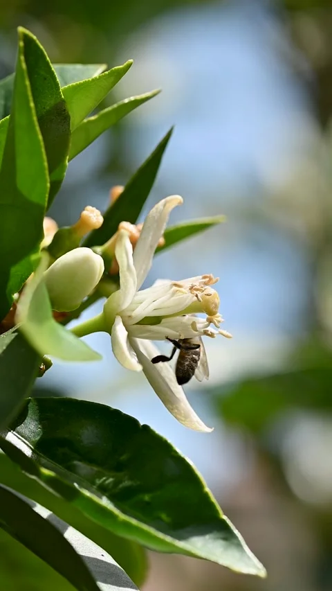 Pollinating bee among orange blossoms. Insects. Stock Footage 346375727