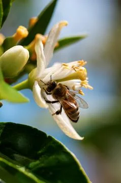 Pollinating bee among orange blossoms. Insects. Foto stock
