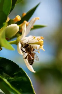 Pollinating bee among orange blossoms. Insects. Foto stock
