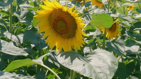 Pollinating bee on blooming sunflower, long life concept Video stock 112573855