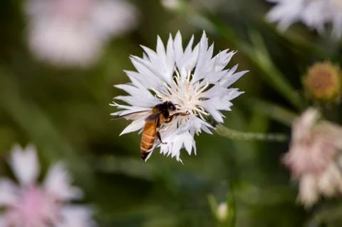 Pollinating bee on a close up white  isolated flower searching for food with  Stock Photos