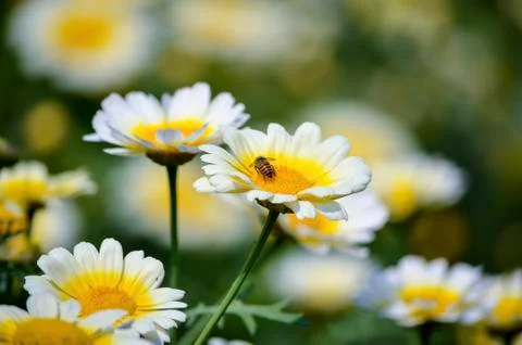 Pollinating bee on a close up white yellow isolated flower with shallow depth Stock Photos