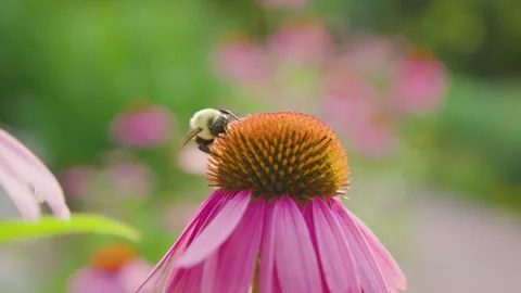 Pollinating Bee Collecting Nectar and Po... | Stock Video | Pond5