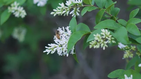 Pollinating Bee on a flower moving in slow motion Stock Footage 245234445
