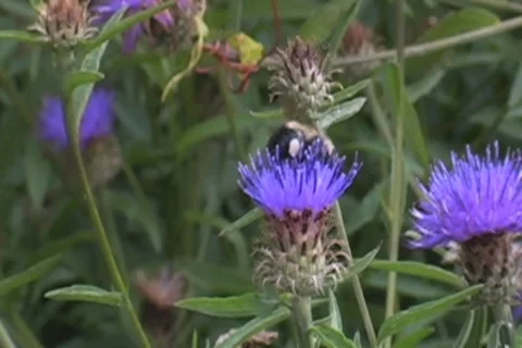 Pollinating Bee Stock Footage 8545560