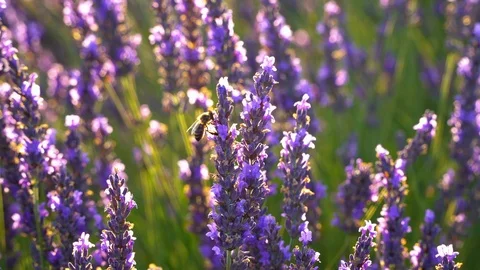 Pollinating bee in a lavender field, Provence, France Stock Footage 112283892