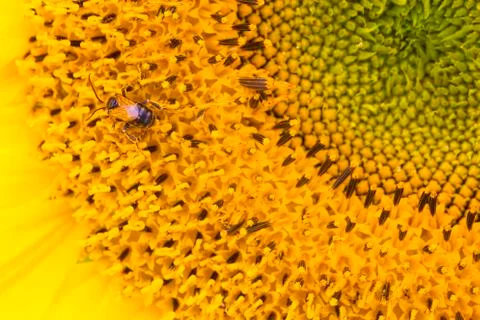 Pollinating bee in sunflower Stock Photos