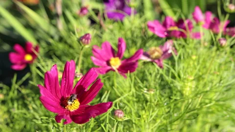 Pollinating bees in community garden Stock Footage 147049437