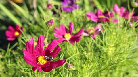 Pollinating bees in community garden Stock Footage 147049614