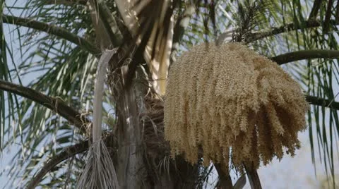 Pollinating Bees &amp; Squirrel Stock Footage 10851964