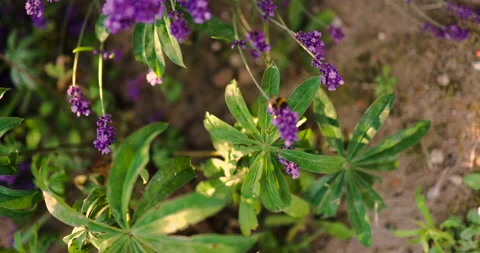 Pollinating Bumblebee On Lavender Flowers. Selective Focus. Stock Footage 252638888