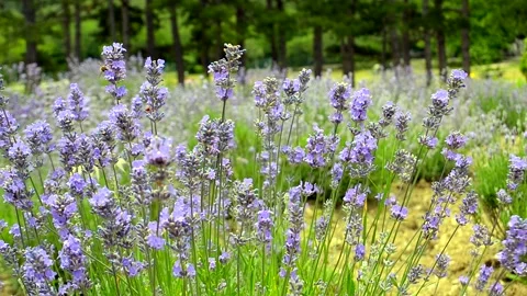 Pollinating bumblebees, lavender field Stock Footage 134921852