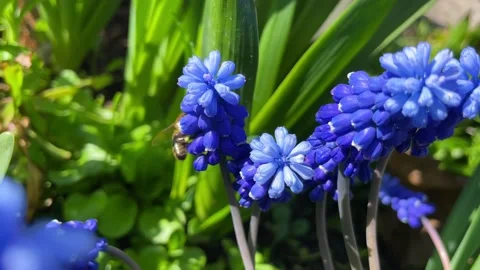 Pollinating a hepatica in the garden Stock Footage 240045015