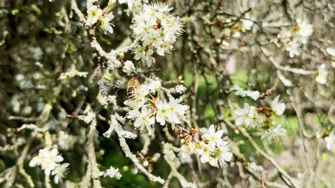 Pollinating Honey Bee On A Blossom Tree In Spring Stock Footage 239904636