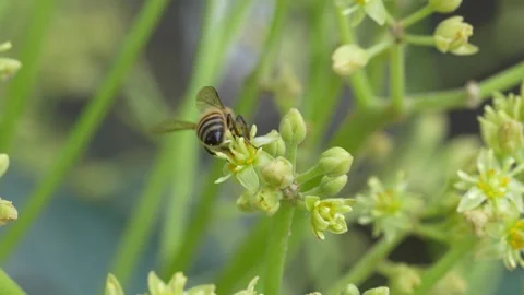 Pollinating Honey Bee Moving Through Hass Avocado Bloom in Ica 4K 스톡 동영상 348217073