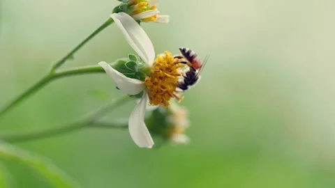 Pollinating Honeybee Feeding on Wild Daisy Blossom 스톡 동영상 335866176