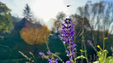 Pollinating Insect On Purple Wildflowers In Sunlight Stock-Footage 320831758