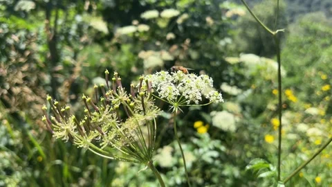 Pollinating Insect on Wildflower Swaying in the Summer Breeze, Kartepe, Turkey Stock Footage 341820228