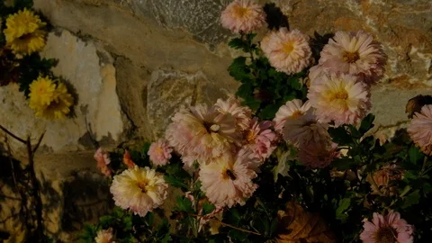 Pollinating Insects and Assorted Flowers Stock Footage 121411483